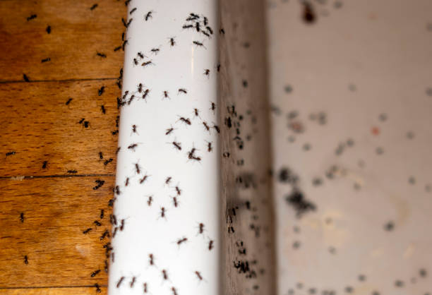 Pest Prevention Services in Anadarko, OK