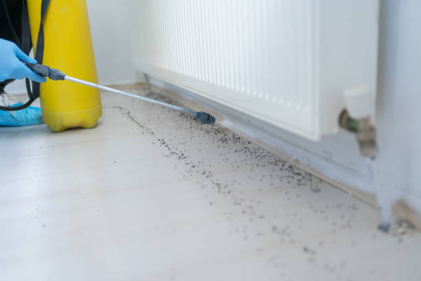 Flea Control Services in Anadarko, OK